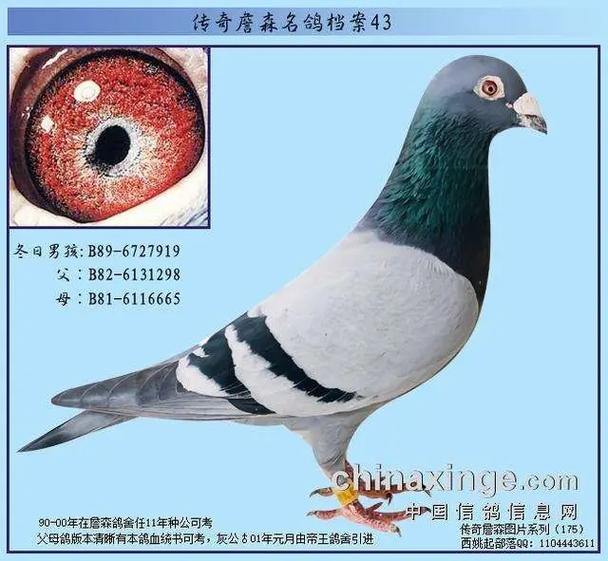 信鸽足环查主人