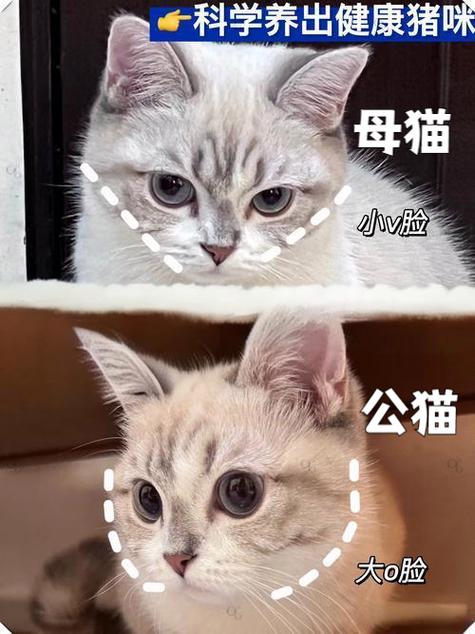 猫脸变尖是什么原因