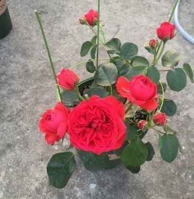 为什么盆栽玫瑰养不活