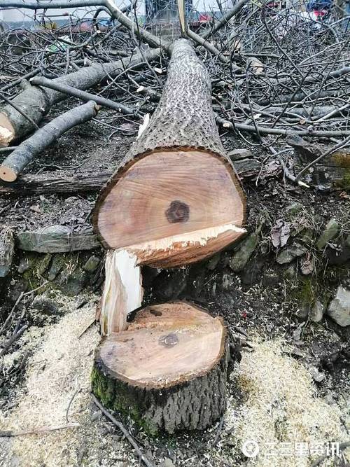 牧场物语怎么砍树