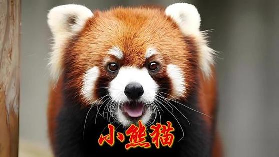 我是一只小熊猫