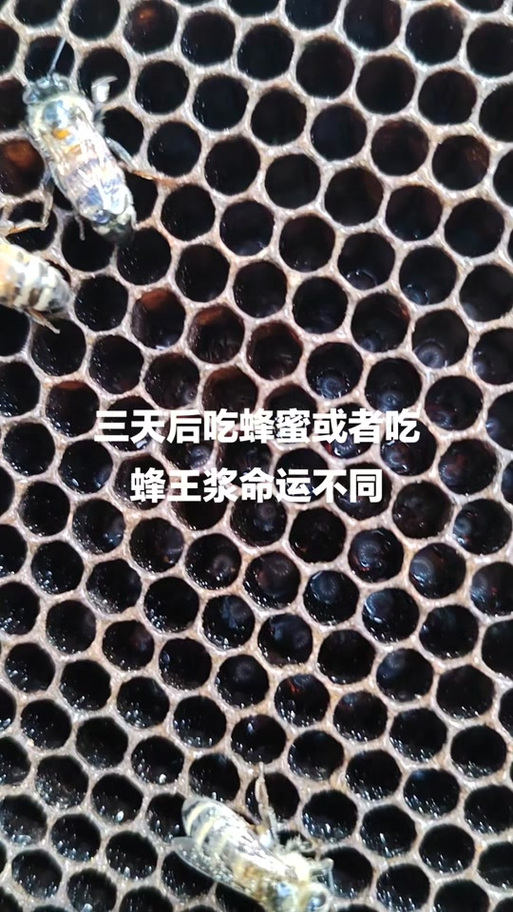 为什么蜂王能活5到8年