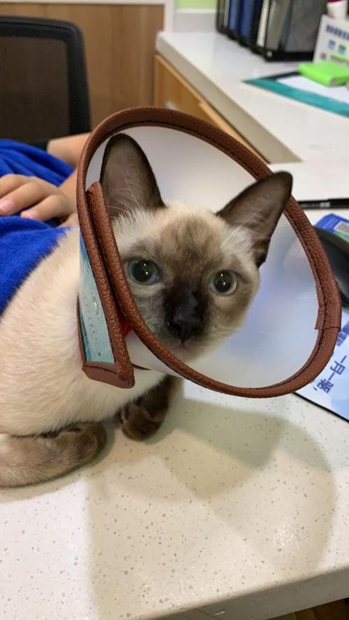 家里养暹罗猫吉利吗