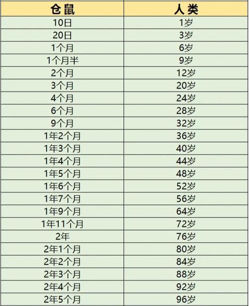 仓鼠6个月相当于人多大