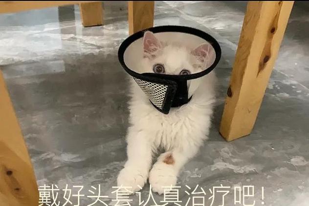 小猫发抖站不起来