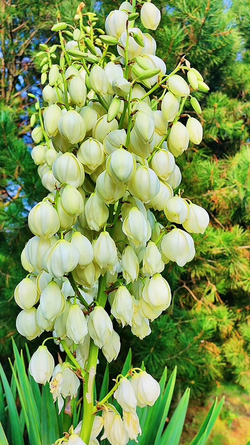 凤尾花的寓意和花语