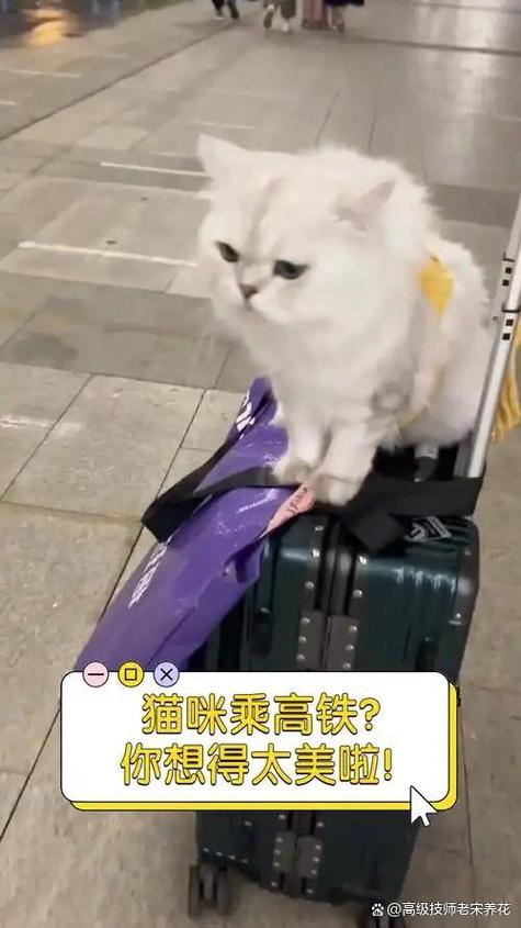 怎么携带猫咪出行呀