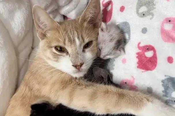 我得了多精症妈妈给我治疗大龙猫