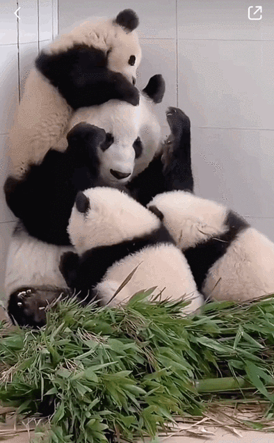 偷看手机的熊猫动态壁纸下载