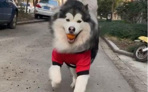 阿拉猪什么意思