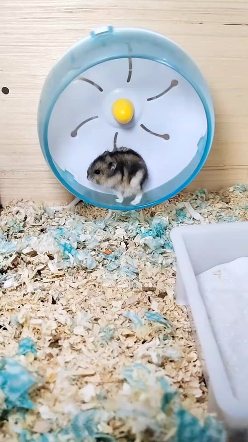 鼠鼠猫图片截图