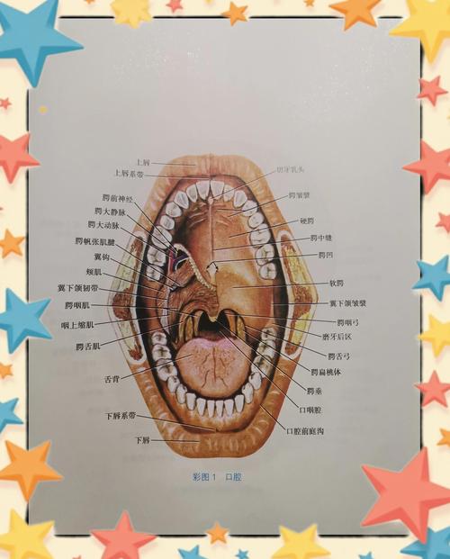 硬颚鱼