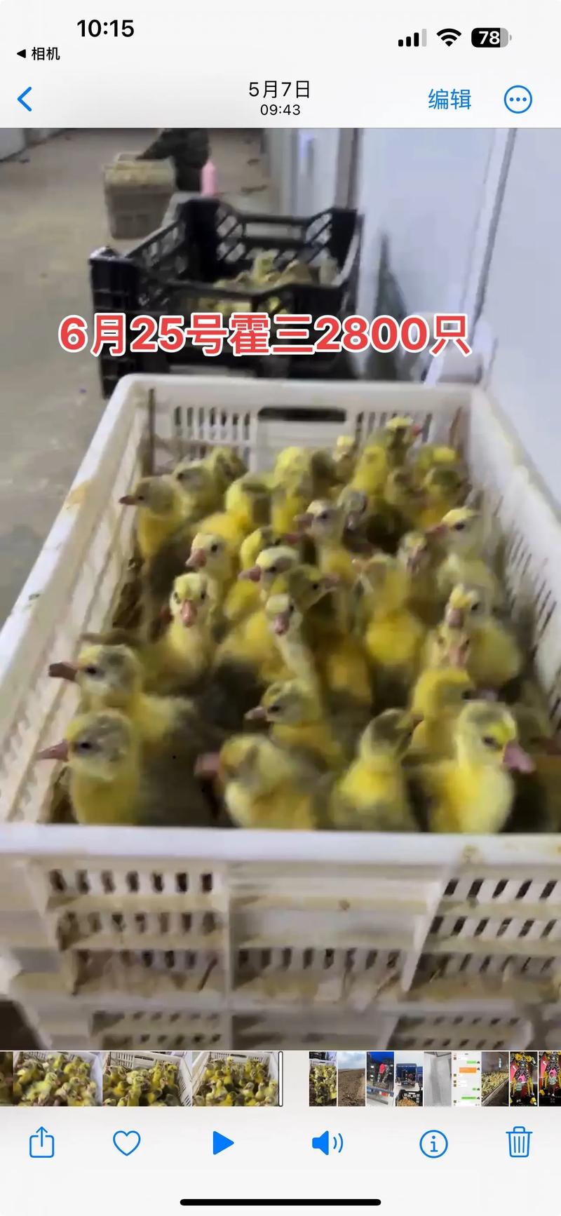 霍三鹅能长多大