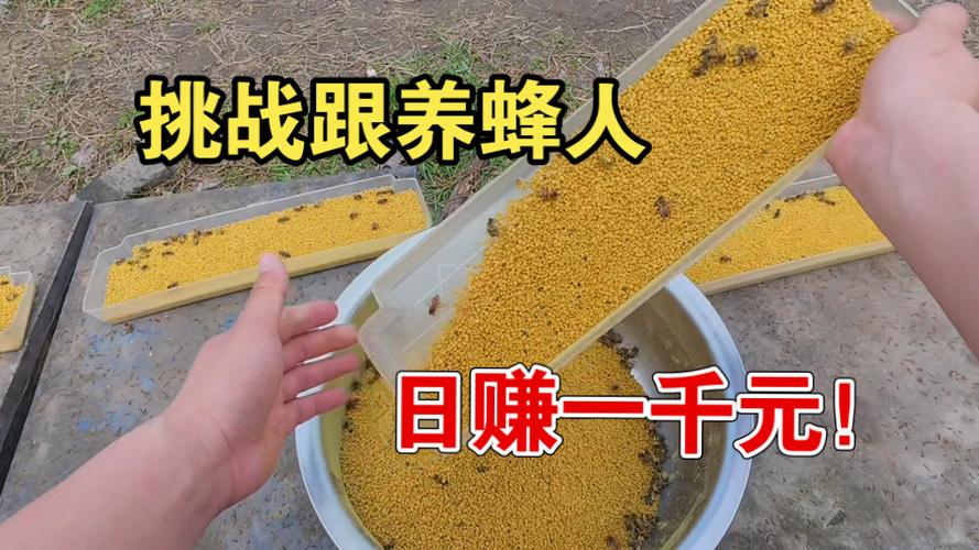 蜜蜂看看一天可以赚多少