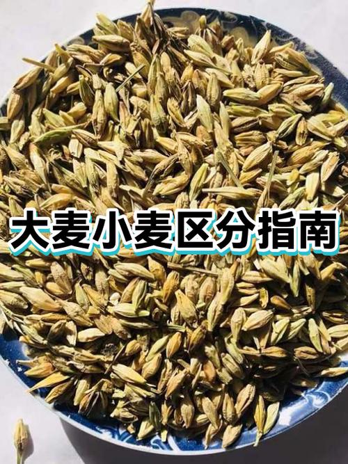 小麦和大麦的营养价值及功效
