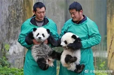 大熊猫渝宝渝贝的父母