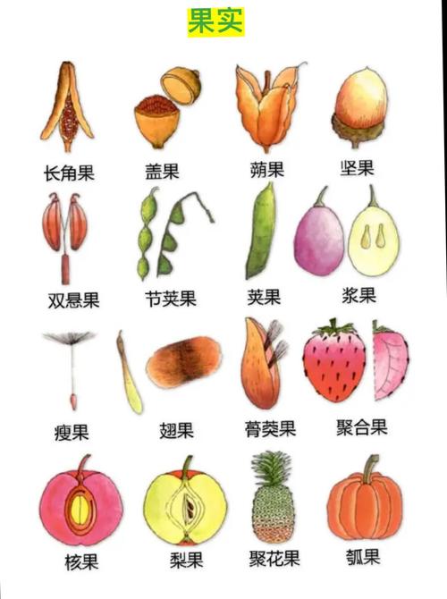 果实分为哪几种类型缩略图