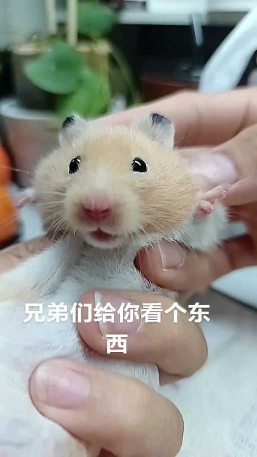 仓鼠魔性笑声GIF