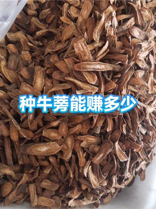 牛蒡怎么赚钱