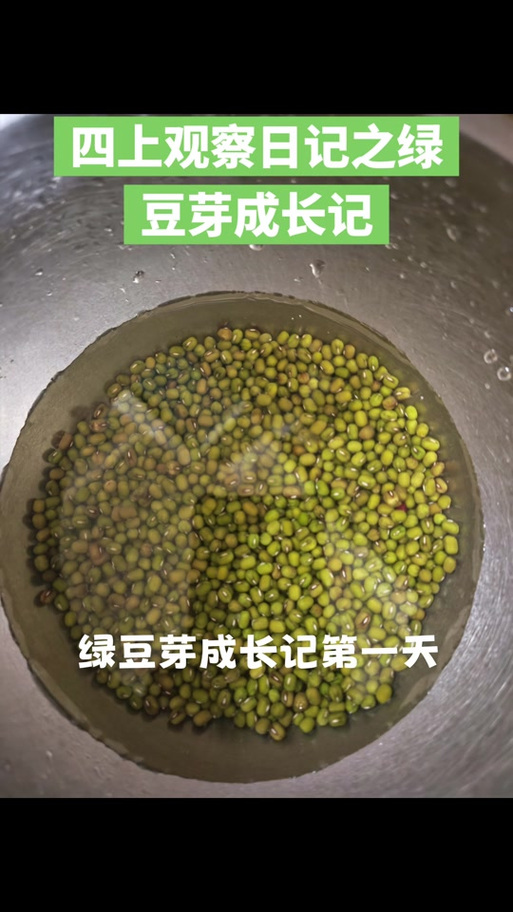 豆芽生豆芽的方法