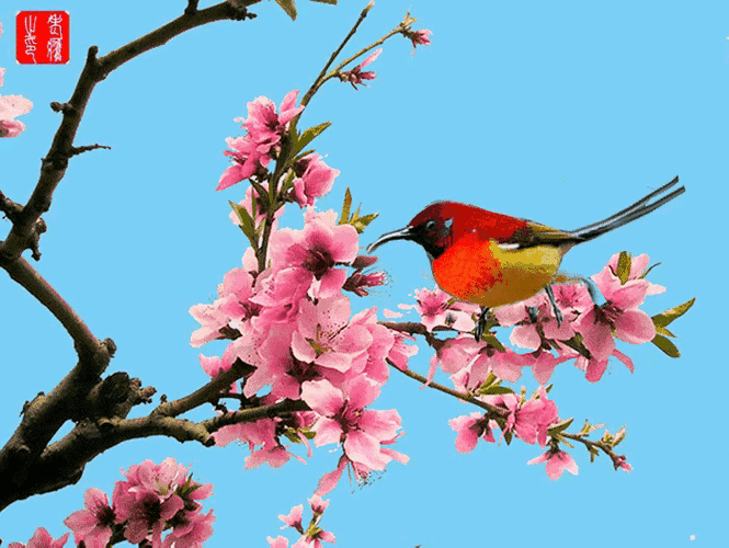 百花争艳代表什么动物