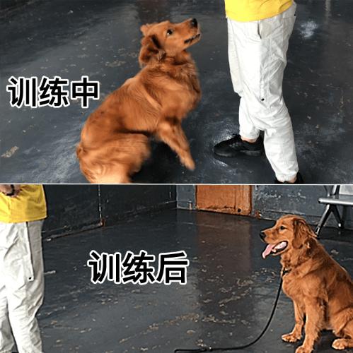 训犬大小便要200元可以吗