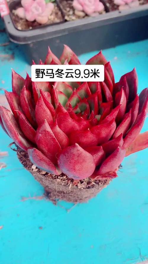多肉补光灯有辐射吗