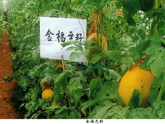 西瓜老旧版本大全2003截图