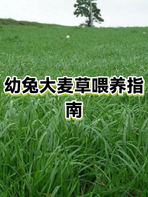 幼兔能不能喝纯牛奶