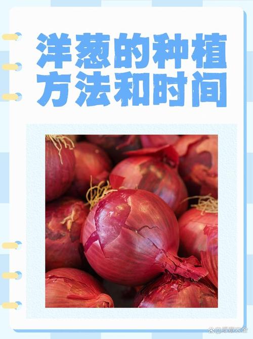 洋葱经营模式缩略图
