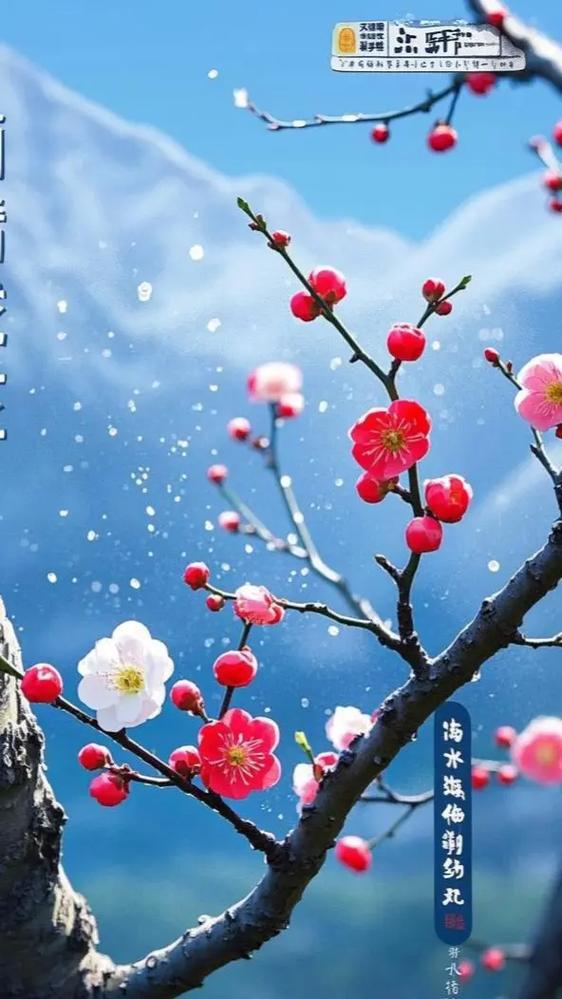 梅花壁纸
