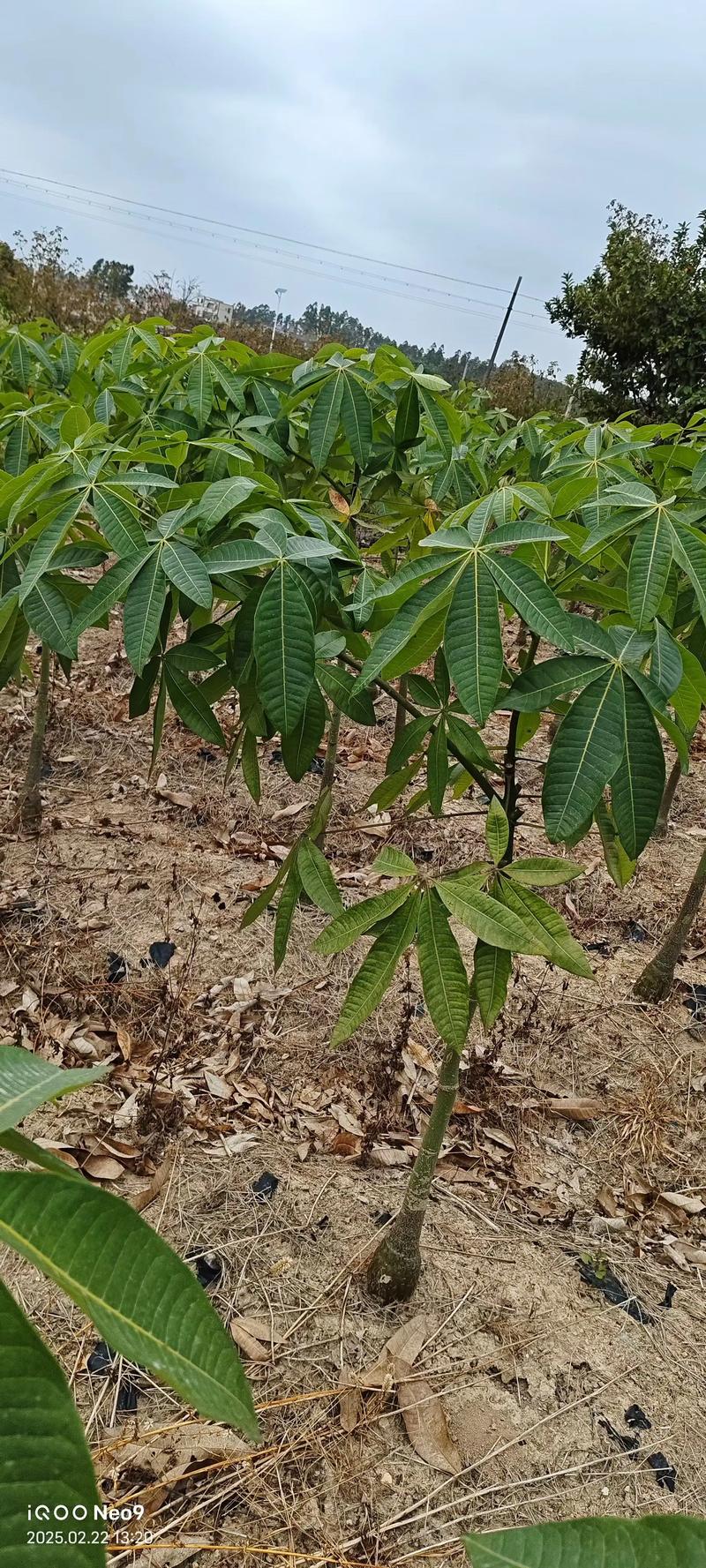 山地栽种什么树最赚钱