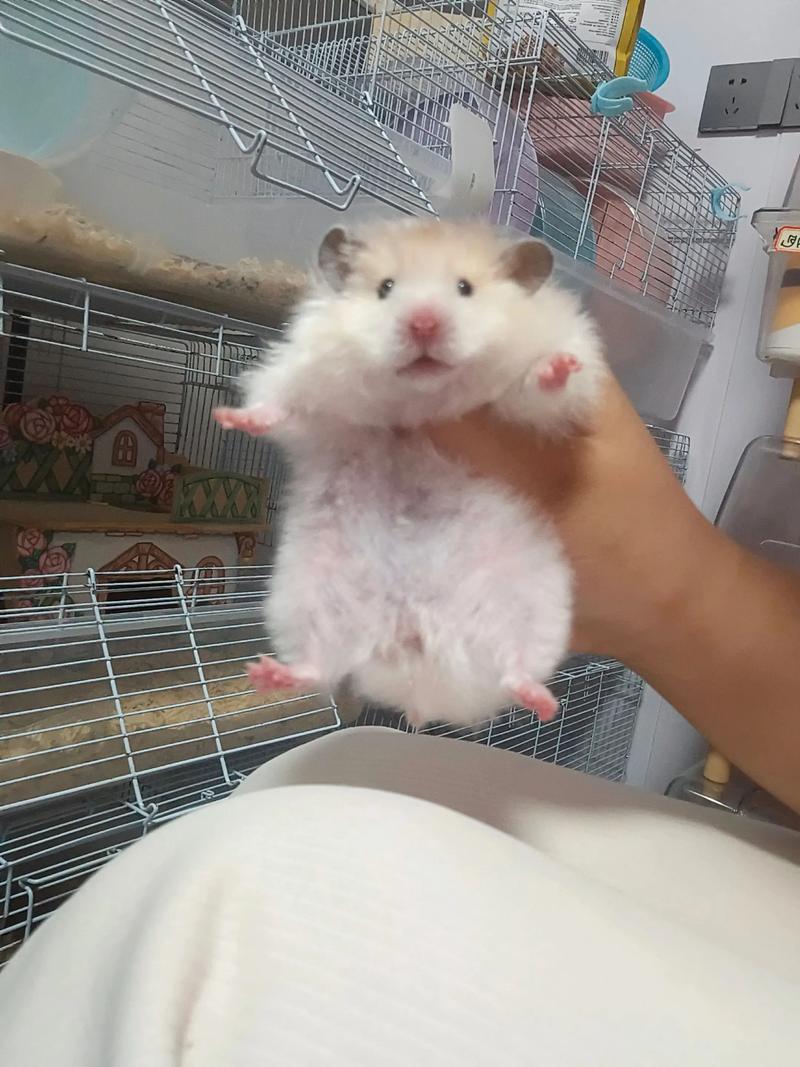 仓鼠毛发黄