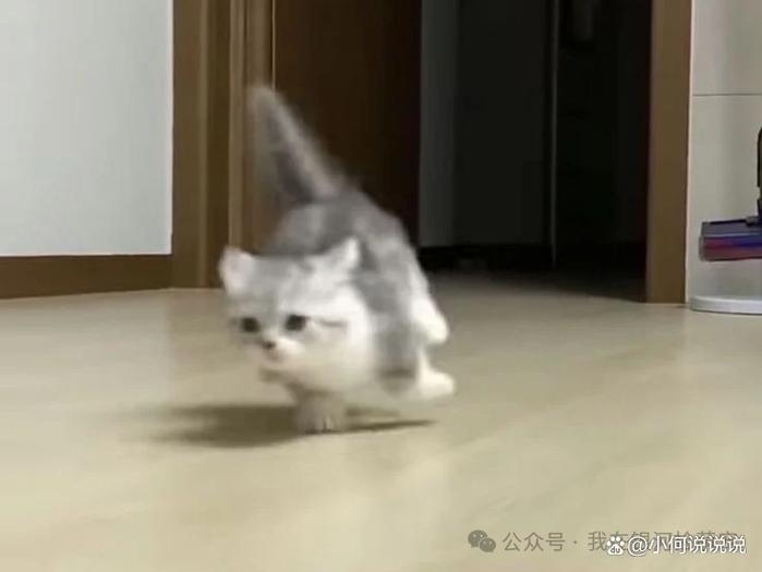 猫咪跑了