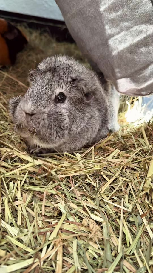 小猪出来了