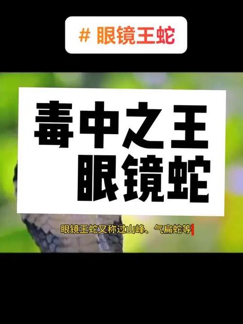 蛇类科普阿伟2026在哪里直播