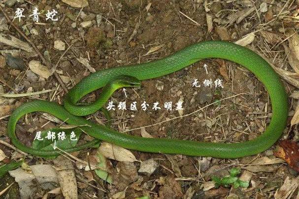 小青蛇图片