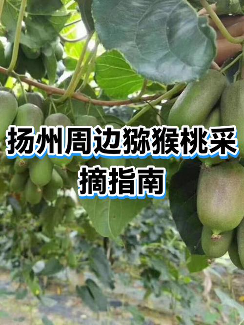 附近采摘园在哪里最近的