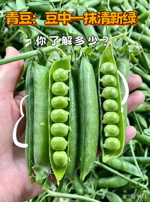 能的跟个豆样是什么意思