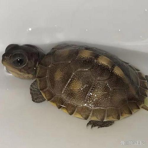 乌龟壳烂了乌龟会死吗