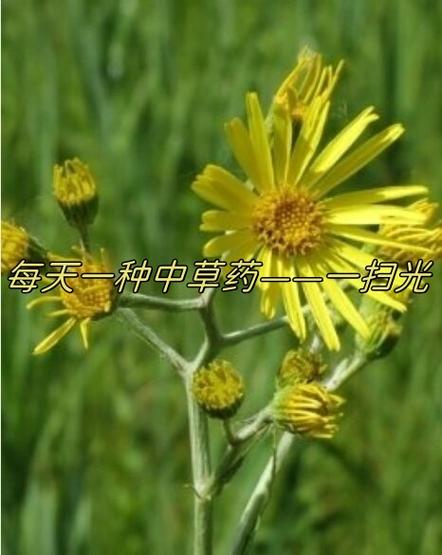 怎样用扫一扫识别一种中草药图标