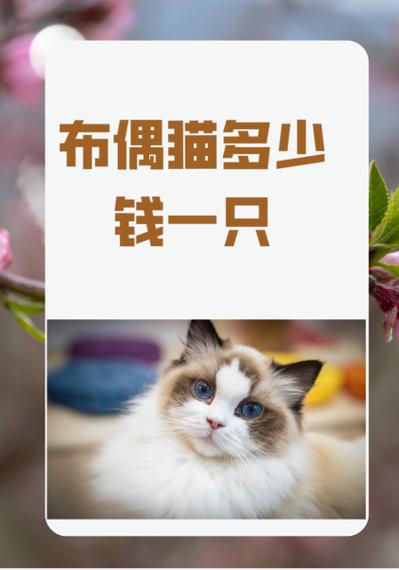 布偶猫的价格