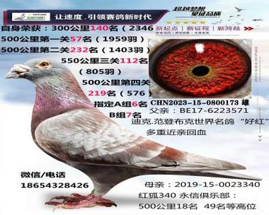 中信网在线拍鸽