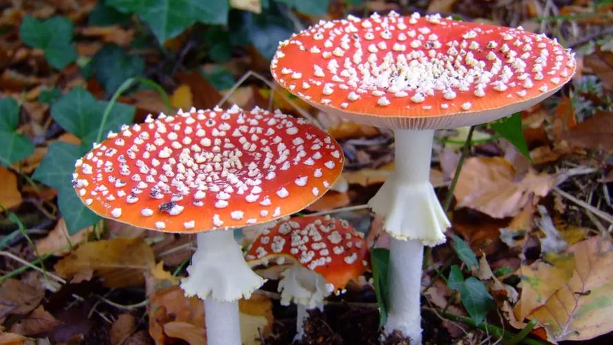 蘑菇图片 种类