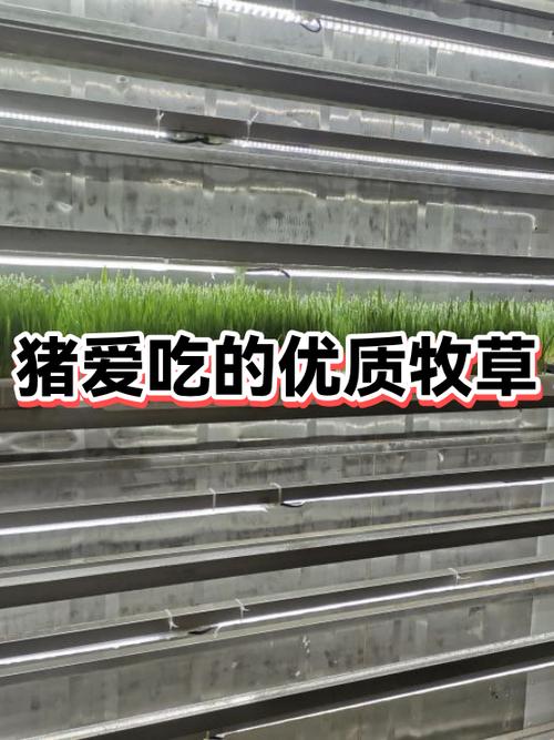 喂猪最好的牧草排名