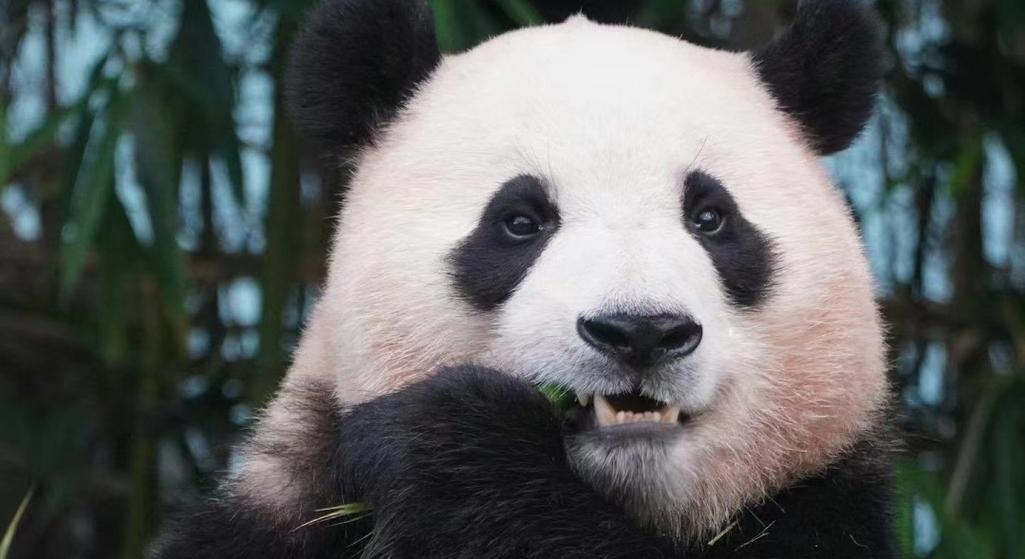 深圳动物园有熊猫吗