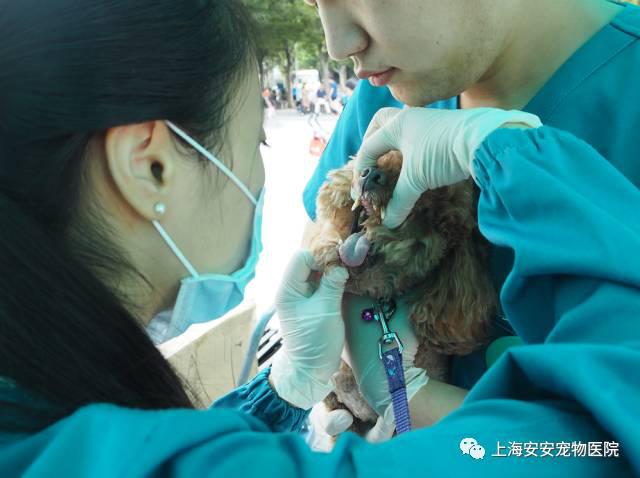 狗狗皮下有个肉疙瘩
