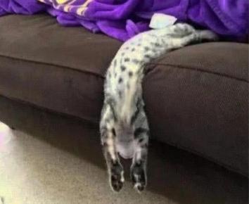 猫不想养了怎么办