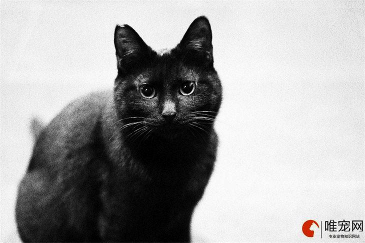黑猫是吉利的还是不吉利的