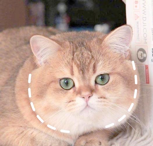 猫咪发腮